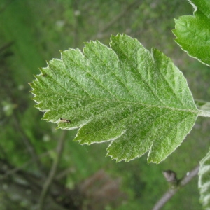 Photographie n°71156 du taxon Sorbus intermedia (Ehrh.) Pers. [1806]