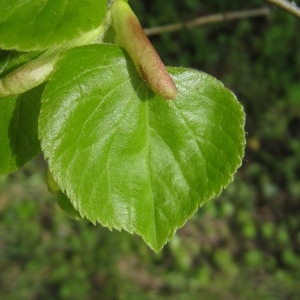 Photographie n°71160 du taxon Tilia cordata Mill. [1768]