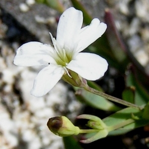 Photographie n°71166 du taxon Atocion rupestre (L.) B.Oxelman