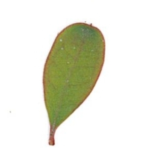 Photographie n°71202 du taxon Punica granatum L. [1753]