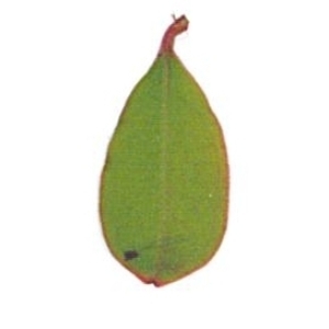 Photographie n°71203 du taxon Punica granatum L. [1753]