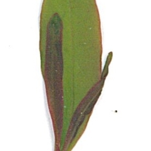 Photographie n°71204 du taxon Punica granatum L. [1753]