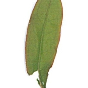 Photographie n°71206 du taxon Punica granatum L. [1753]