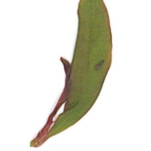 Photographie n°71207 du taxon Punica granatum L. [1753]