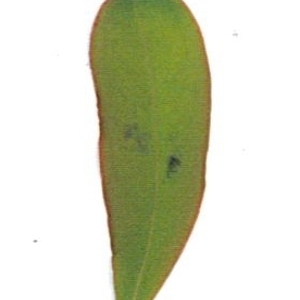 Photographie n°71211 du taxon Punica granatum L. [1753]