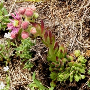 Photographie n°71277 du taxon Sempervivum montanum L. [1753]