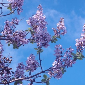 Photographie n°71280 du taxon Paulownia tomentosa (Thunb.) Steud. [1841]