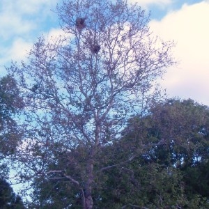 Photographie n°71281 du taxon Platanus orientalis L. [1753]