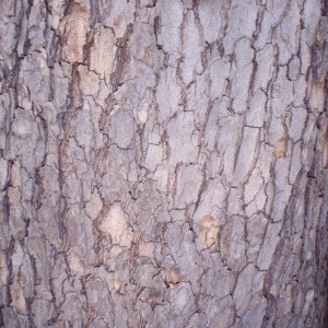 Photographie n°71282 du taxon Platanus orientalis L. [1753]