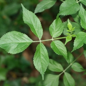 Photographie n°71298 du taxon Sambucus nigra L. [1753]