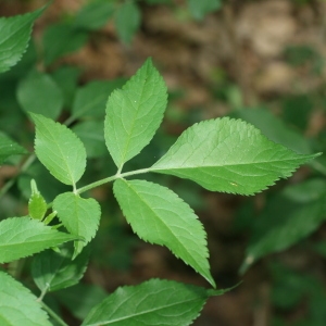 Photographie n°71299 du taxon Sambucus nigra L. [1753]