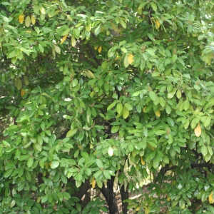 Photographie n°71302 du taxon Prunus laurocerasus L. [1753]