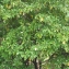  Pierre Bonnet - Prunus laurocerasus L. [1753]