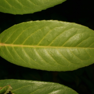 Photographie n°71306 du taxon Prunus laurocerasus L. [1753]