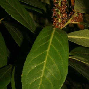 Photographie n°71315 du taxon Prunus laurocerasus L. [1753]