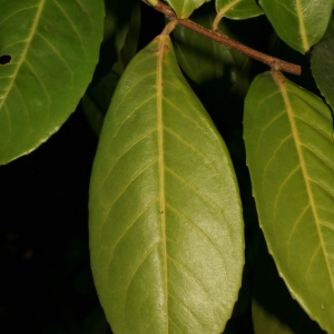 Photographie n°71316 du taxon Prunus laurocerasus L. [1753]