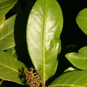 Photographie n°71318 du taxon Prunus laurocerasus L. [1753]