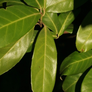 Photographie n°71325 du taxon Prunus laurocerasus L. [1753]