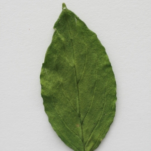 Photographie n°71390 du taxon Cornus sanguinea L. [1753]