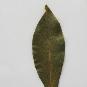 Photographie n°71424 du taxon Laurus nobilis L. [1753]