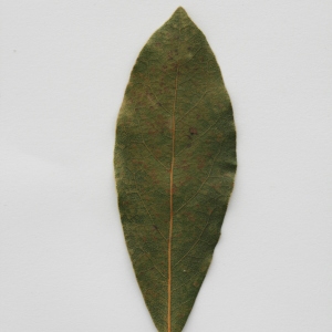 Photographie n°71431 du taxon Laurus nobilis L. [1753]