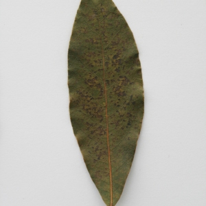 Photographie n°71438 du taxon Laurus nobilis L. [1753]