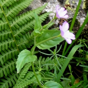 Photographie n°71552 du taxon Epilobium montanum L. [1753]