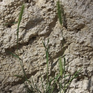 Photographie n°71562 du taxon Hordeum murinum L. [1753]