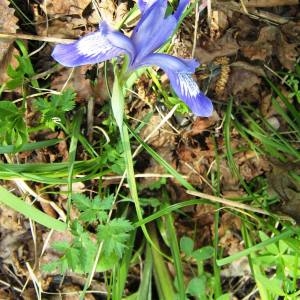 Photographie n°71566 du taxon Iris sibirica L. [1753]