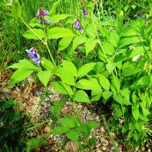 Photographie n°71568 du taxon Vicia L. [1753]