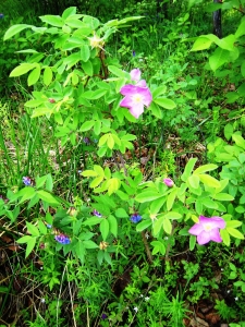 Alain Bigou, le 11 juin 2011 (Bolchaya Rechka (Talsi))