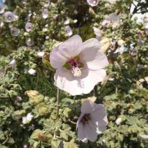 Photographie n°71595 du taxon Lavatera maritima Gouan [1773]