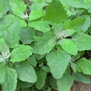 Photographie n°71597 du taxon Chenopodium album L. [1753]