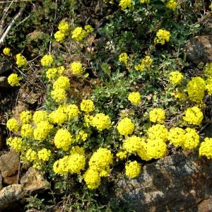 Photographie n°71608 du taxon Fibigia clypeata (L.) Medik. [1792]