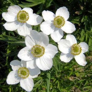 Anemone narcissiflora subsp. biarmiensis (Juz.) Jalas