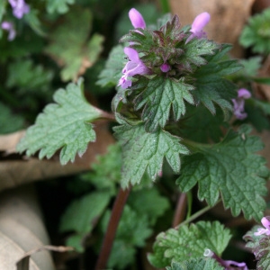 Photographie n°71618 du taxon Lamium hybridum Vill.