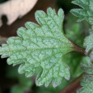 Photographie n°71621 du taxon Lamium hybridum Vill.