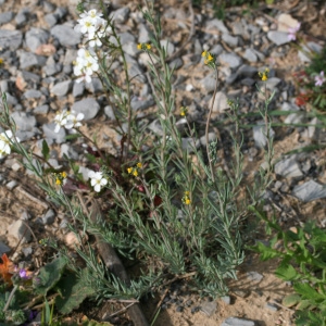 Photographie n°71628 du taxon Linaria simplex (Willd.) DC. [1805]