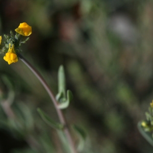 Photographie n°71629 du taxon Linaria simplex (Willd.) DC. [1805]