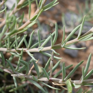 Photographie n°71630 du taxon Linaria simplex (Willd.) DC. [1805]