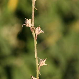 Photographie n°71631 du taxon Linaria simplex (Willd.) DC. [1805]