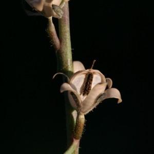 Photographie n°71632 du taxon Linaria simplex (Willd.) DC. [1805]