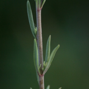 Photographie n°71635 du taxon Linaria simplex (Willd.) DC. [1805]