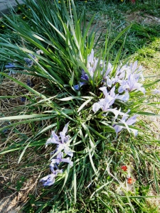 Alain Bigou, le 13 juin 2011 (Ivolginski (Datsan))