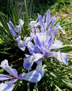 Alain Bigou, le 13 juin 2011 (Ivolginski (Datsan))