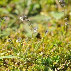 Photographie n°71664 du taxon Myosotis versicolor (Pers.) Sm. [1813]