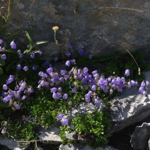 Photographie n°71665 du taxon Campanula cochleariifolia Lam. [1785]