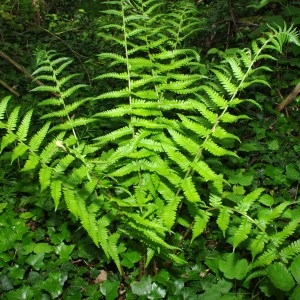 Photographie n°71666 du taxon Dryopteris filix-mas (L.) Schott [1834]