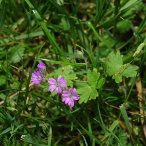 Photographie n°71668 du taxon Geranium molle L. [1753]