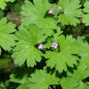 Photographie n°71670 du taxon Geranium rotundifolium L. [1753]